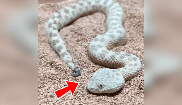 En Facebook, un joven logró captar el preciso instante que una inusual serpiente se oculta al sentir a su presa cerca.