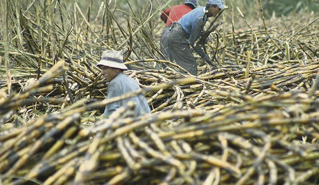 Bajo precio del azúcar afecta ingresos económicos de empresas y agricultores