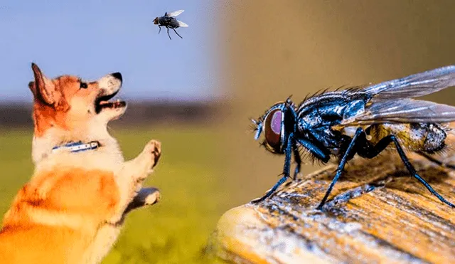 Es muy común que los perros coman moscas. Foto: composición LR/ExpertoAnimal/AFP