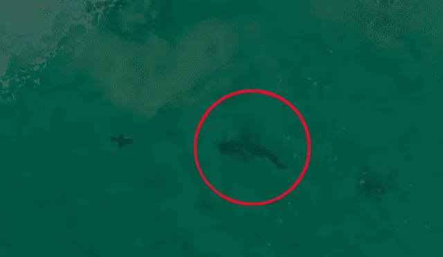 Las imágenes del impactante encuentro captado desde un dron sorprendieron a miles de internautas