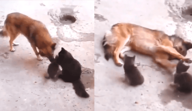 Facebook: perro tiene un tierno gesto con las crías de una gata y conmueve a miles [VIDEO]