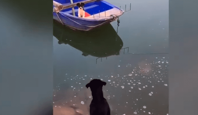 El perro se ganó los aplausos de miles de usuarios por la hazaña que realizó para rescatar a su cría. Foto: captura.