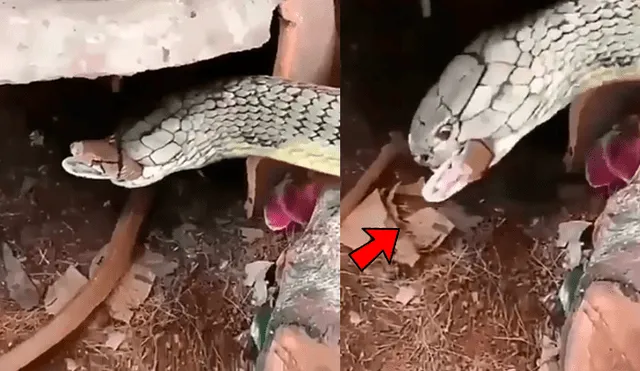 Facebook: gigantesca ‘Cobra real’ se enfrenta a culebra y desenlace aterroriza a miles [VIDEO]