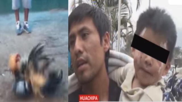 Huachipa: gallo de pelea atacó y desfiguró a niño de un año [VIDEO]
