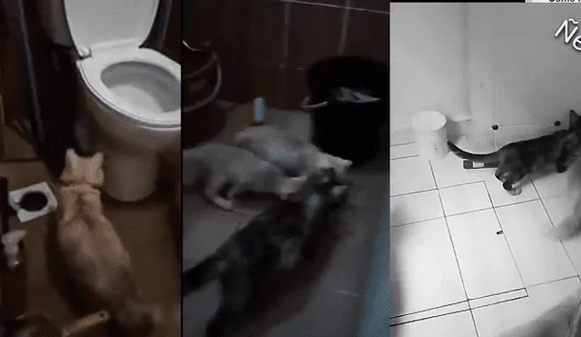 Facebook: rata usa increíble truco para escapar de cuatro gatos hambrientos [VIDEO]