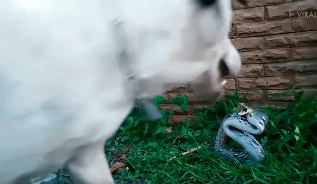 Facebook viral: perro callejero enfurece a serpiente venenosa con ladridos y sucede algo brutal [VIDEO] 