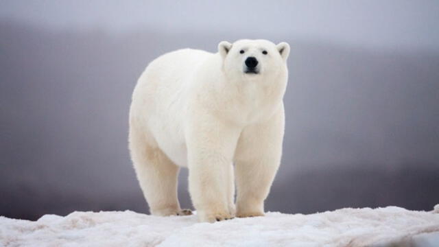 En el año 2011 un oso polar atacó a una adolescente de 17 años mientras acampaba con otras personas. Foto: Difusión.