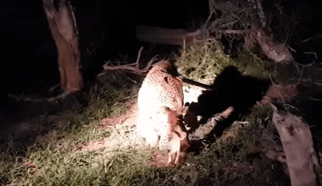 Ciervo bebé se enfrenta ‘cara a cara’ con un feroz leopardo y sufre terrible final [VIDEO] 
