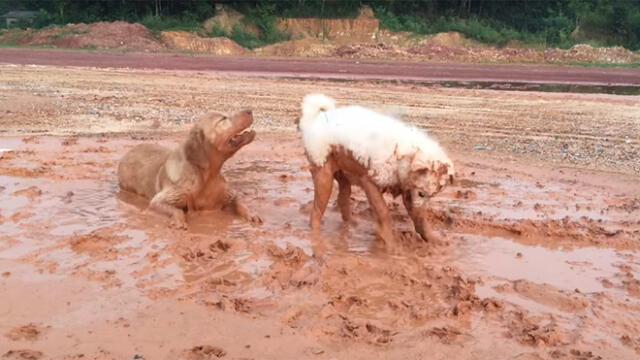 YouTube Viral: Perros construyen una ‘piscina’ y el resultado emociona a miles [VIDEO]