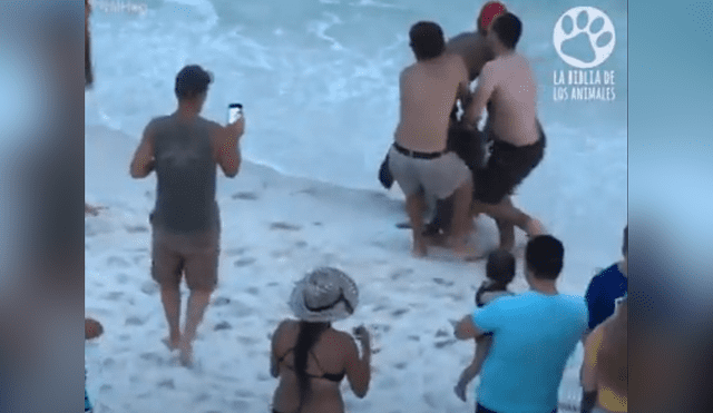 El video viral de YouTube registró el osado plan que hizo un grupo de bañistas para rescatar a un tiburón martillo.