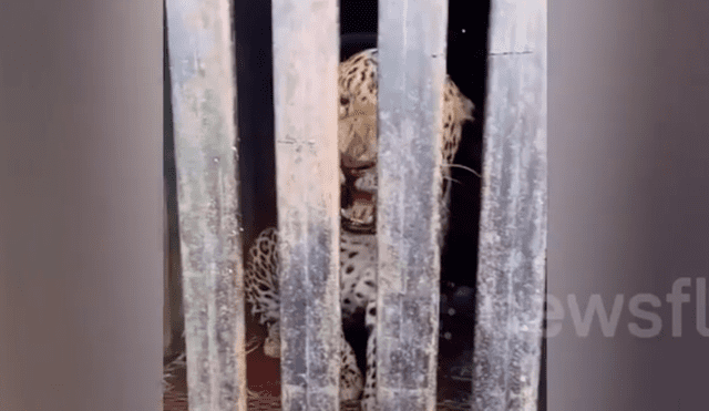 YouTube viral: hambriento leopardo genera terror en vecindario al atacar a los vecinos [VIDEO]