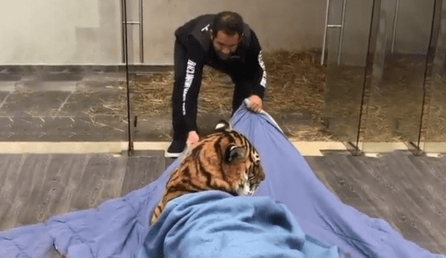 Video viral en Facebook. Cuidador arrastra a tigre dentro de santuario.