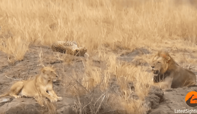 Leones rodean a leopardo para matarlo y el impensado final sorprendente a todos [VIDEO]