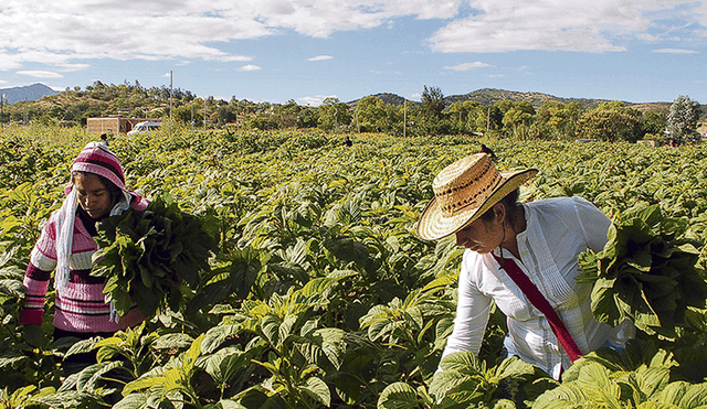 Productivo. Asignación para el sector busca mejorar la competitividad y productividad de la actividad agropecuaria.