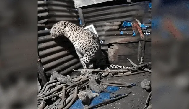 Desliza las imágenes para conocer el momento en que una leoparda cuida de sus crías tras escapar de su hábitat. Foto: La Vanguardia.