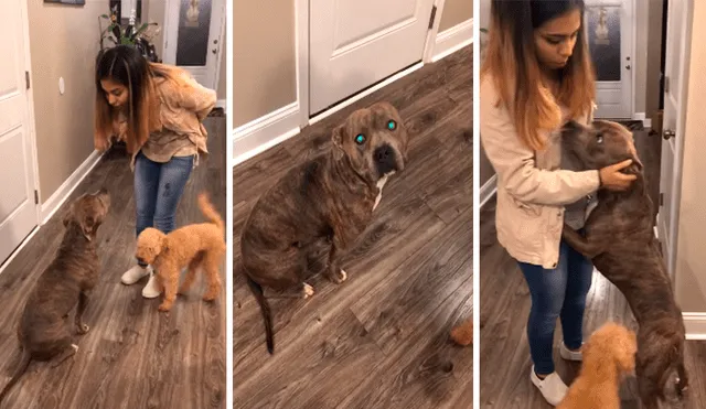En Facebook, un perro aprovechó la distracción de su dueña para salir de casa y al regresar fue regañado.