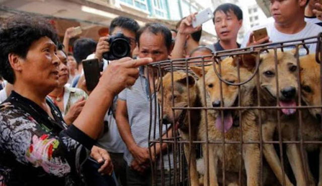 En China se matan alrededor de 10 millones de perros para consumo al año. Foto: Alianza News