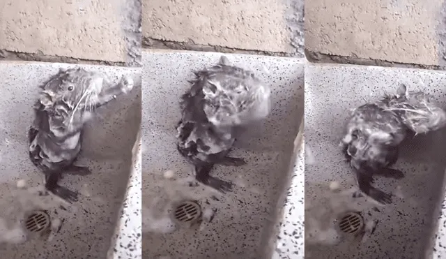 YouTube viral: La triste historia detrás del ratón que "se baña" como humano [VIDEO]