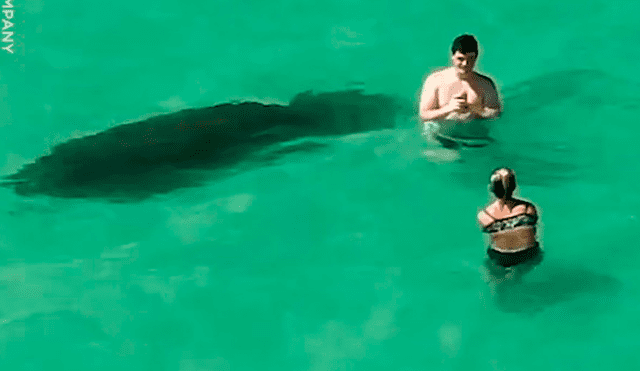 YouTube viral: Enorme criatura emerge del mar y bañistas no se dan cuenta del peligro [VIDEO] 