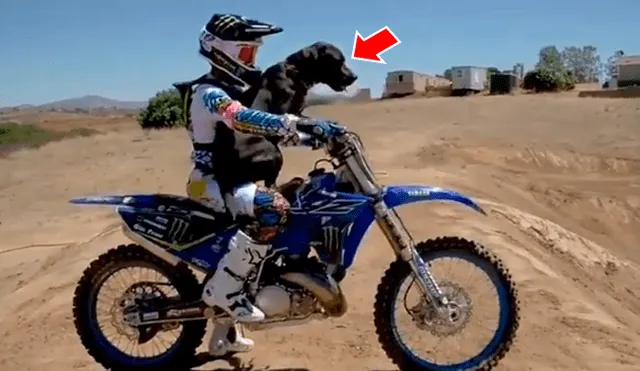 Facebook viral: perro sube a moto de su dueña deportista, sin imaginar las extremas piruetas que viviría [VIDEO] 