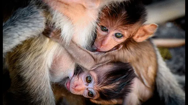 Pese a todo, algunos lugareños no quieren que los monos se vayan. Foto: AFP.