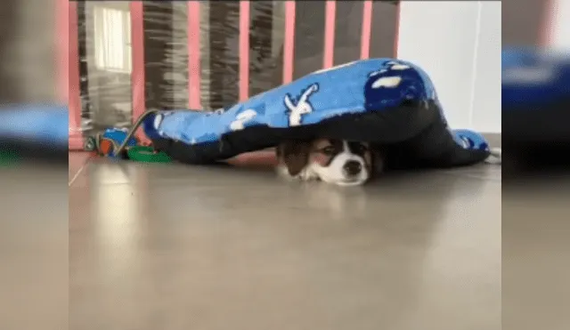 Desliza las imágenes para observar la acción de un perro al preferir dormir en el suelo que en su cama nueva. Foto: Captura.