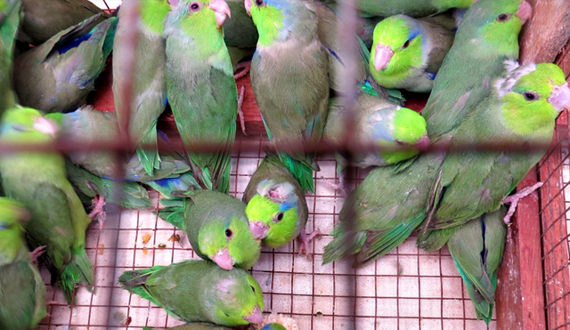 Las aves son los animales vivos traficados con mayor frecuencia en Latinoamérica. Foto: Difusión