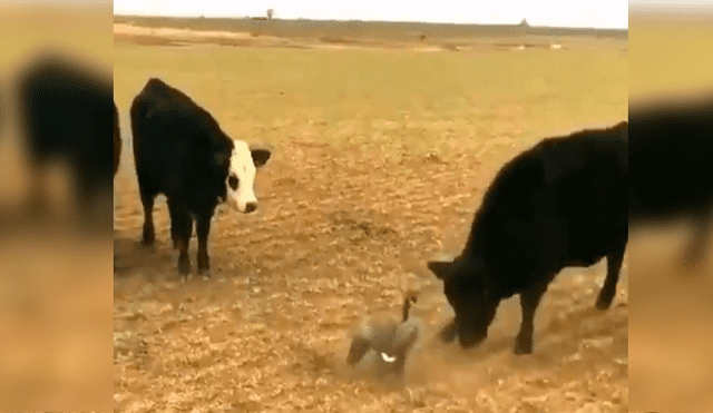 Pato y furiosas vacas protagonizan inesperado encuentro que se vuelve viral en redes [VIDEO]