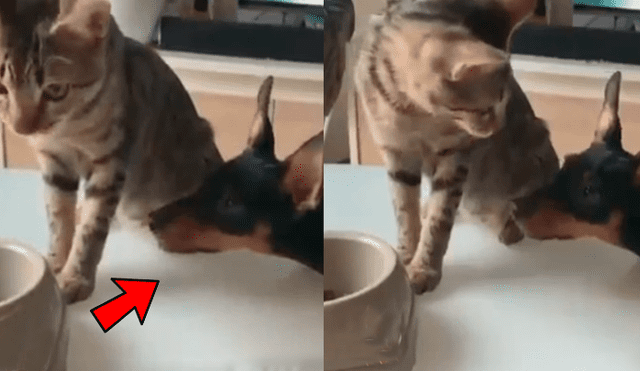 Facebook viral: gato ve que su amigo tenía mucha hambre y hace lo más insólito para ayudarlo