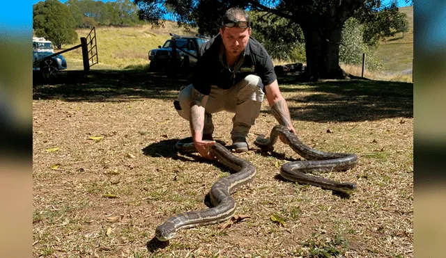 Durante la temporada de apareamiento, estos reptiles se vuelven muy activos. Fotos: Brisbane North Snake Catchers and Relocation / Facebook