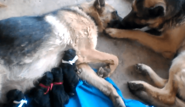 Facebook viral: perro felicita a su pareja por dar a luz a crías, pero detalle lo deja mal [VIDEO]
