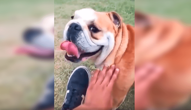 En Facebook, un joven le dijo ‘feo’ a su perro y no imaginó que su mascota lo iba atacar ferozmente.