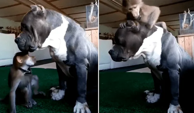 YouTube viral: perro pitbull recibe maltratos de un travieso mono y le responde de insólita forma [VIDEO]