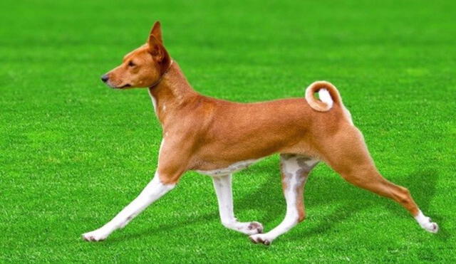 que sonido hace un perro basenji