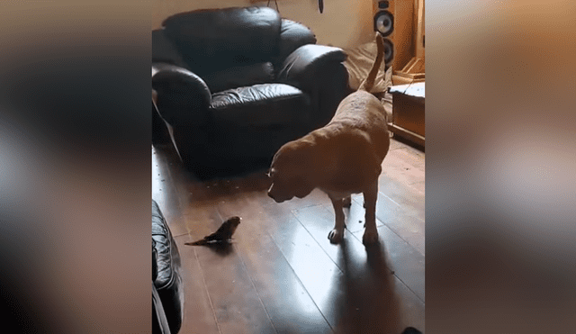 Una chica grabó en un video viral de Facebook el brutal enfrentamiento entre su perro y loro por el liderazgo de la casa.