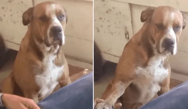 En Facebook, dueño regaña a su perro por “callejero” y video conmueve la red