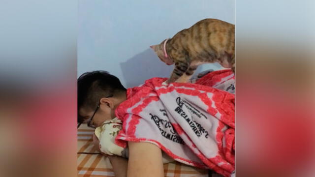 Desliza las imágenes para ver la divertida escena que protagonizó una gatita y su dueño. Foto: Captura/ViralHog