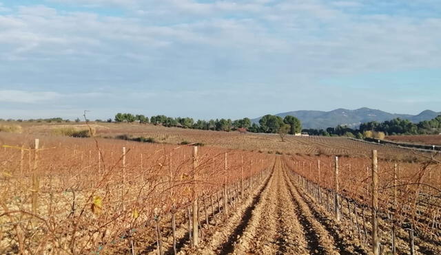 Empresas impulsan el desarrollo del primer clúster vitivinícola en el Perú