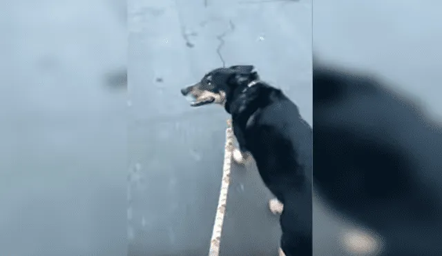 En YouTube, un perro se emocionó al salir a la calle para dar su paseo diario acompañado de su dueño.