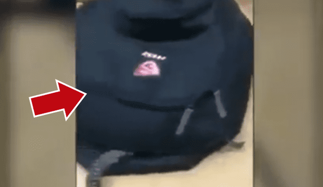 Facebook viral: graban a enorme criatura venenosa ingresando a la mochila de estudiante [VIDEO]