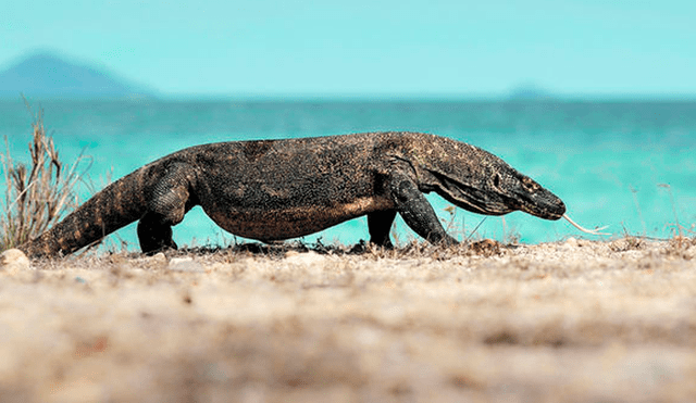 Dragón de Komodo: científicos revisan su ADN y descubren importante secreto evolutivo