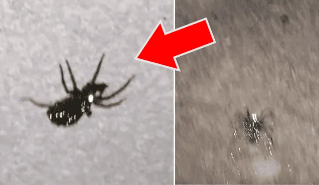 Una familia encuentra una extraña araña brillante con sus crías dentro de su casa.