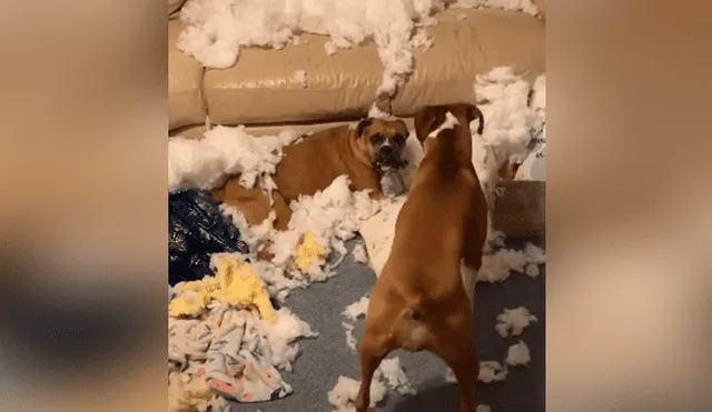 Una joven dejó a sus perros en casa, pero jamás imaginó que acabarían destruyendo el sofá. Foto: YouTube
