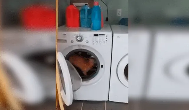 En Facebook, un travieso gato ingresó a una enorme lavadora para jugar y fue descubierto por su dueño.