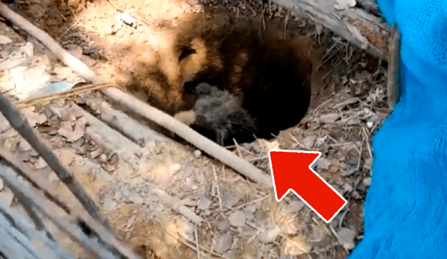 YouTube viral: oyen extraños ruidos en un pozo y logran rescatar a un furioso oso [VIDEO]