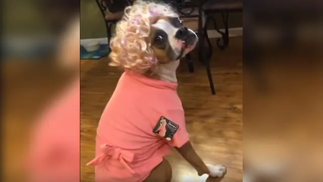 YouTube Viral: Disfrazan a perro por Halloween y este tiene peculiar reacción [VIDEO]