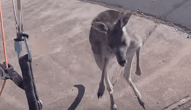 YouTube viral: canguro ve que deportista aterriza en su propiedad y lo golpea brutalmente [VIDEO]