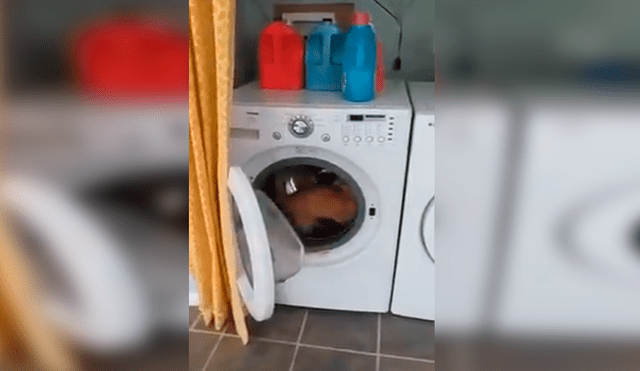 En Facebook, un travieso gato ingresó a una enorme lavadora para jugar y fue descubierto por su dueño.