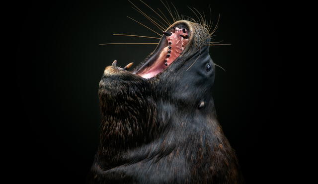 Fotógrafo peruano gana premio de Sony con impresionante retrato de león marino 