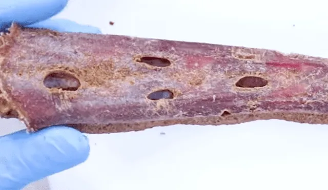 YouTube viral: Colocan pedazo de carne en recipiente con 'supergusanos' y ocurre lo inesperado [VIDEO]